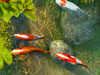 Koi Fish 3D Screensaver